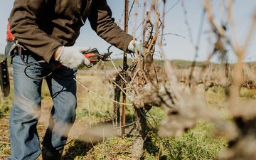 Com a dupla poda, os viticultores podem programar colheitas em épocas mais favoráveis, obtendo uvas de melhor qualidade