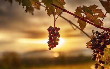 Quais são as diferenças entre vinhos de climas quentes e frios?