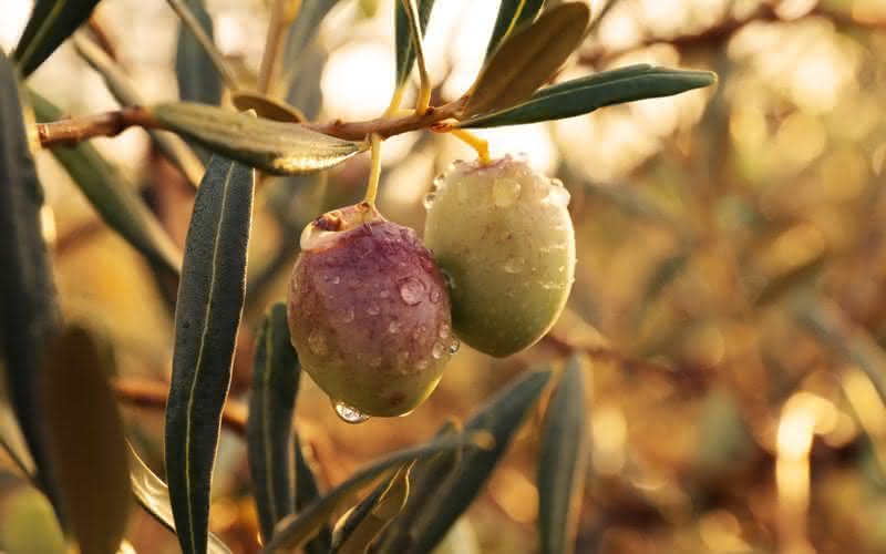 O melhor azeite é o mais novo, por isso a importância de ter a cadeia produtiva no mesmo local de produção das olivas