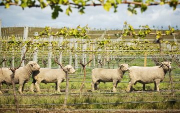Ovelhas podem ser uma excelente companhia dos vinhedos e do terroir
