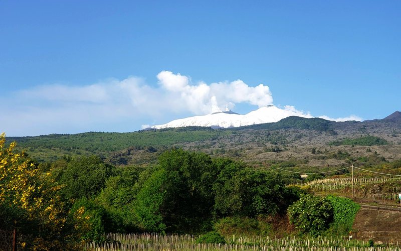 Imagem Os vinhos que nascem sob o maior vulcão ativo da Europa