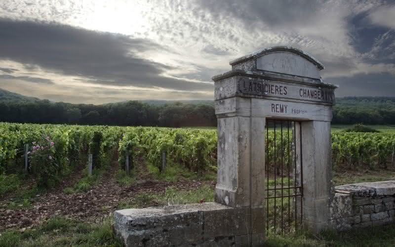 São mais de 400 hectares de vinhedos; sendo mais de 90 ha de Grand Cru
