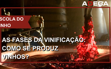Da uva à garrafa: conheça as fases da vinificação