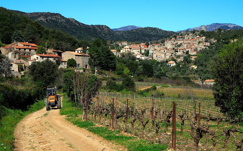 Governo francês lanca pesquisa para determinar quanto de vinhedos extirpar - (c)Pixabay