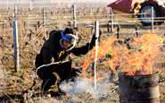 Vinhateiros franceses buscam proteger seus vinhedos contra as geadas previstas para os próximos dias