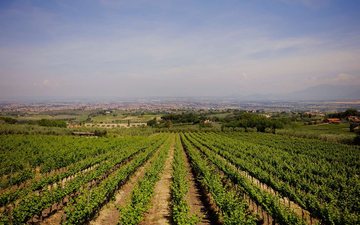 Imagem Frascati recebe evento dedicado aos vinhos do Grande Vulcão Laziale