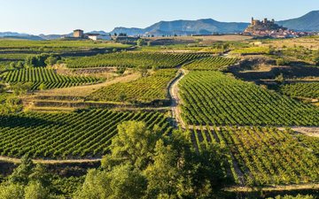 Galicia aprova destilação de crise para conter excesso de vinho tinto