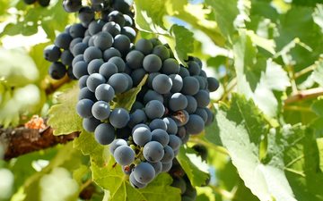 A uva Gamay Noir a Jus Blanc, da Borgonha