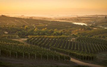 Descubra os melhores vinhos Tannat do Uruguai