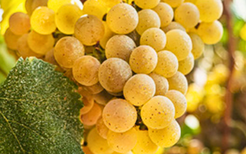 Godello, renascida na Galiza
