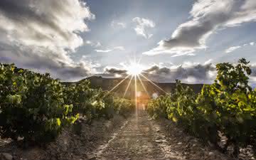 Os melhores rótulos de Rioja, na Espanha