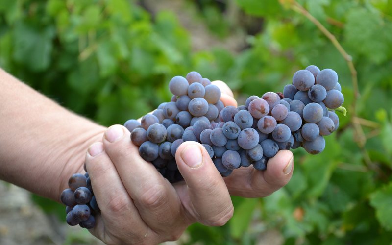 Imagem Bordeaux pode ter alteração no blend até 2050