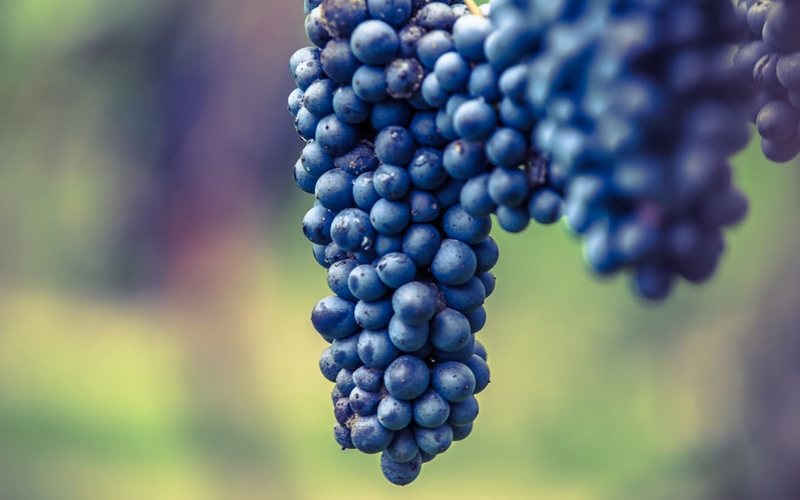 Imagem Confira curiosidades sobre as uvas Lambrusco