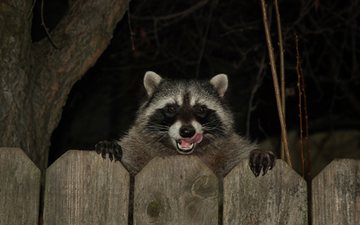 Cinco animais que podem não parecer, mas são um perigo para os vinhedos