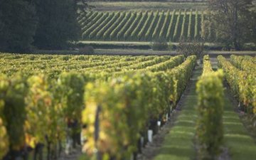Vinhedo em Bordeaux