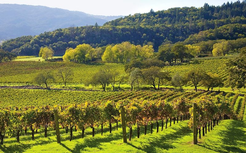 Imagem Os melhores vinhos de Napa Valley degustados pela Revista ADEGA