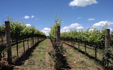 Vinhos de Inverno: conheça o melhor vinho produzido no Brasil com a poda invertida