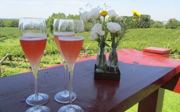 Dia dos Namorados chegando: escolha o melhor champagne ou espumante rosé
