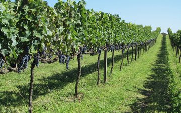 Os melhores vinhos com a uva Merlot em versão brasileira