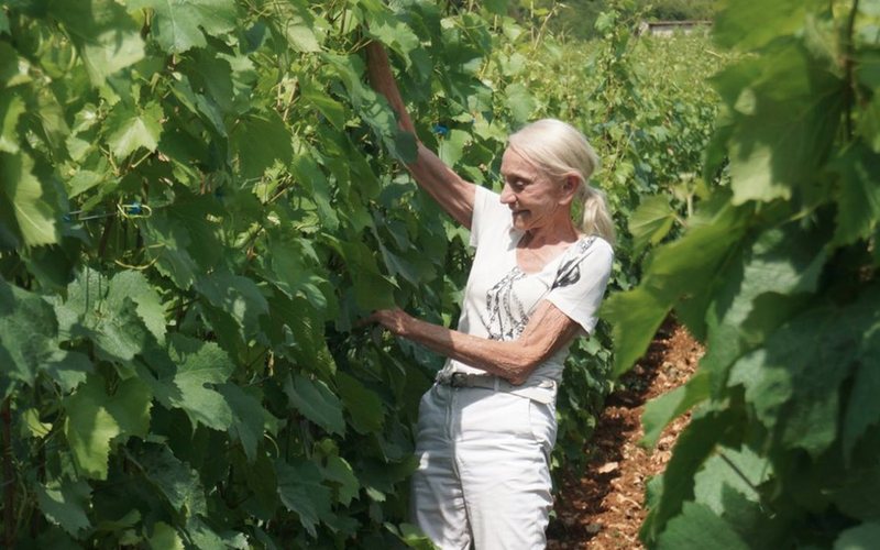Lalou Bize-Leroy: a maga dos grandes vinhos da Borgonha