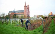 O centenário vinhedo de Liebfrauenstift-Kirchenstück continua gerando ótimos vinhos – só que não são Liebfraumilch
