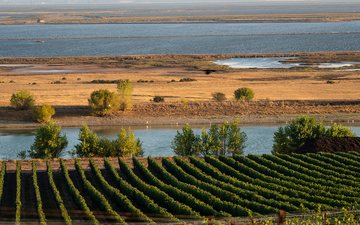 Los Carneros AVA é composta por mais de 3 mil hectares de vinhedos, abriga mais de 20 vinícolas e foi oficialmente reconhecida como Área Vitivinícola Americana em 1983