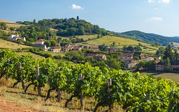 AOC Mâcon, na Borgonha - (c)Vins de Bourgogne