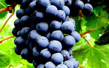 Por que Malbec, Bonarda e Torrontés são as estrelas dos vinhos argentinos?