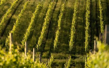 Embrapa e Vinícola Manus realizam pesquisa sobre vitivinicultura de precisão