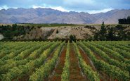 Mapa lançado recentemente pela Appellation Marlborough Wine prevê estreitamento da área de origem para uvas certificadas