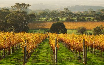 McLaren Vale: a origem do vinho no sul da Austrália