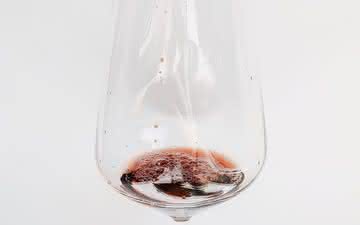 Consumo diário de vinho passa por nova análise e limite cai pela metade