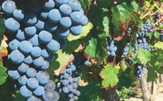 A uva Merlot: Sua origem, suas características e a sua influência nos vinhos de Bordeaux