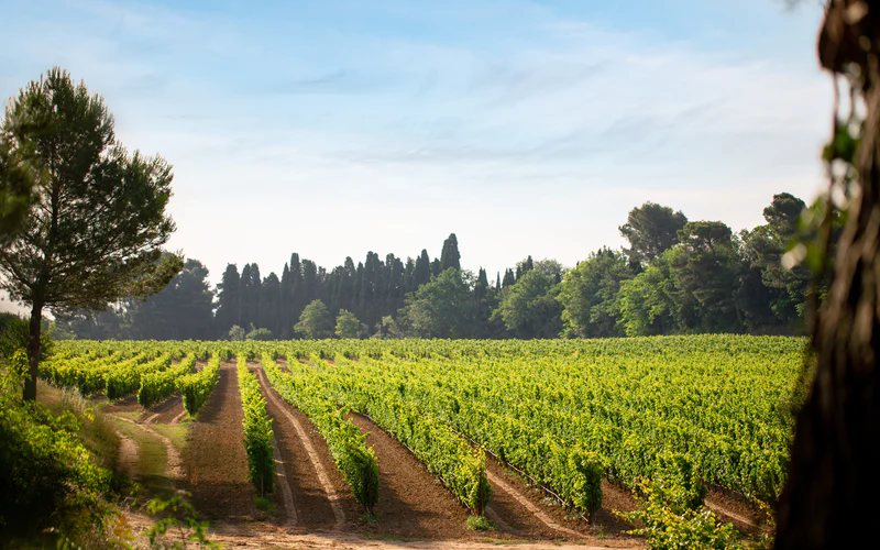 Imagem França anuncia plano para reduzir produção de vinho