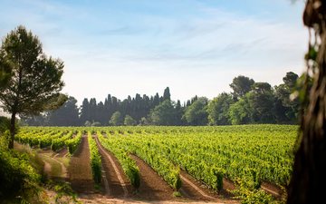 França anuncia plano para reduzir produção de vinho