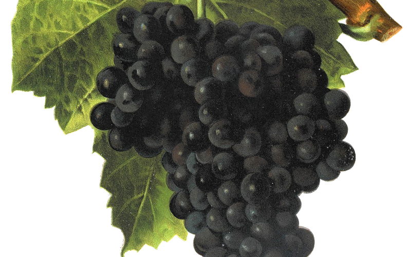 Imagem Conheça os grandes vinhos Mourvèdre degustados por ADEGA