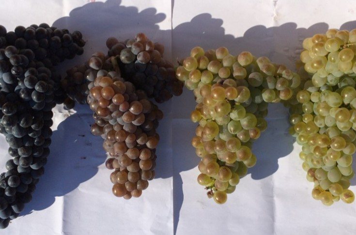 Mourvèdre gris e blanc são as duas novas variedades de uva.