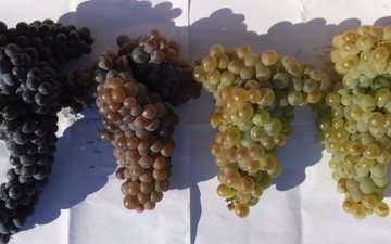 Mourvèdre gris e blanc são as duas novas variedades de uva.