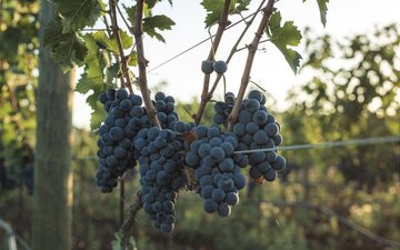 Negroamaro: a uva da Puglia que vai além dos vinhos amargos