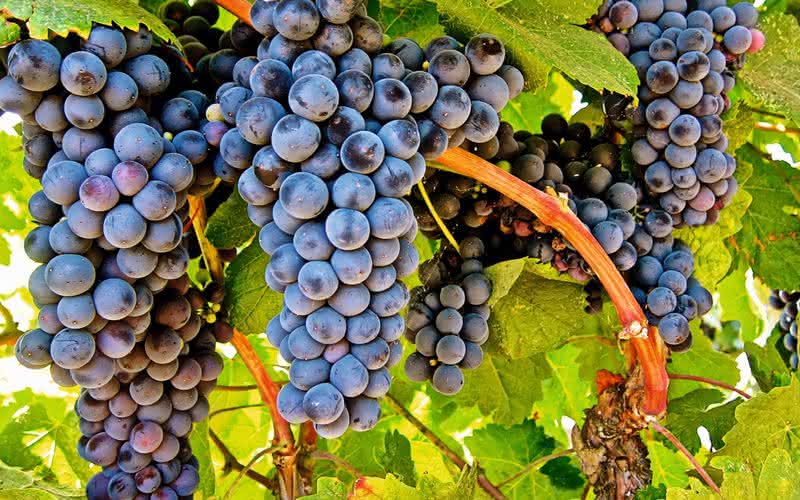Tannat, uva francesa é apontada pelos estudos com uma das castas com maior concentração de resveratrol