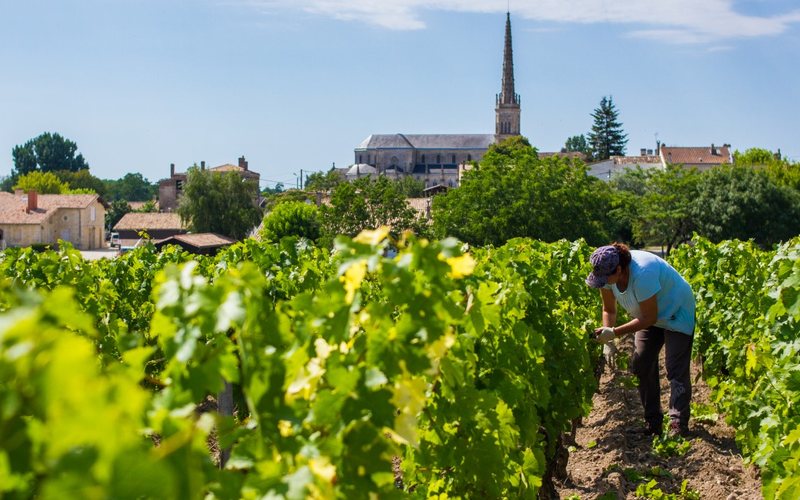 O conceito de "segundo vinho" nasceu em Bordeaux e se espalhou pelo mundo