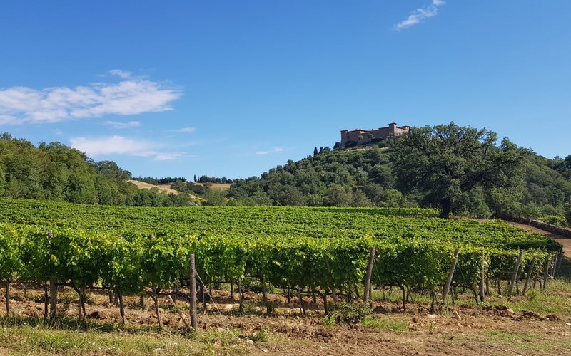 O vinhedo com o Castello di Montepò ao fundo