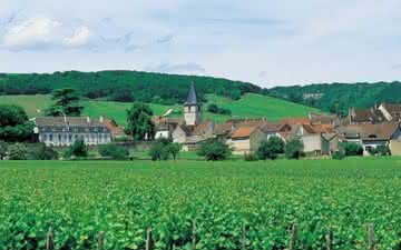 Os vinhos biodinâmicos da Borgonha