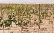 Estresse hídrico pode ser benéfico para o parreiral, porém a seca extrema traz prejuízos à uva e ao vinho