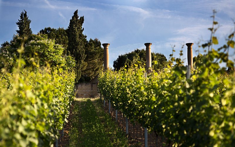 A viticultura local em Pfalz remonta ao início do Império Romano