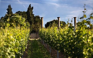 A viticultura local em Pfalz remonta ao início do Império Romano