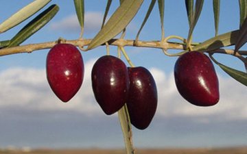 Conheça a Picual, a azeitona que representa cerca de metade das oliveiras espanholas