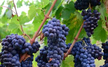 O melhor do vinho italiano em Piemonte e Toscana