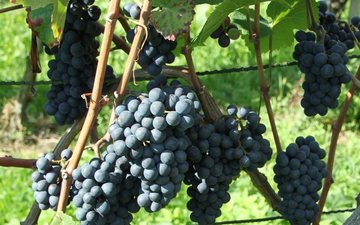 Os melhores Pinot Noir até R$ 800 degustados por ADEGA