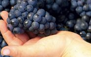 A Pinot Noir é uma das célebres uvas da Borgonha